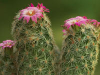 Escobaria chihuahuensis subsp. henricksonii